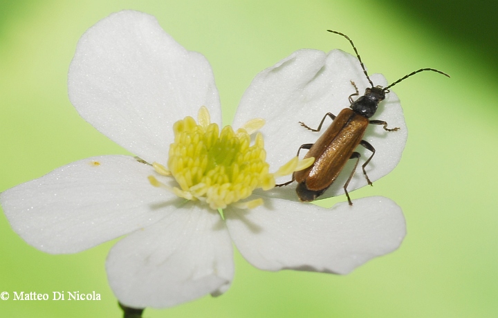 Rhagonycha sp.? nigripes